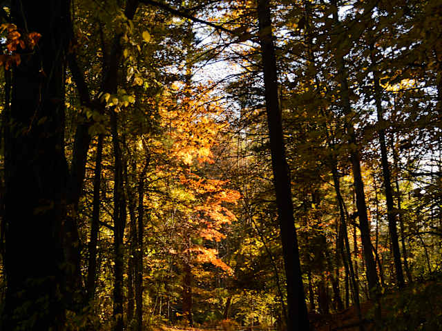 Sunlit forest path with glowing orange autumn canopy amid dark tree trunks