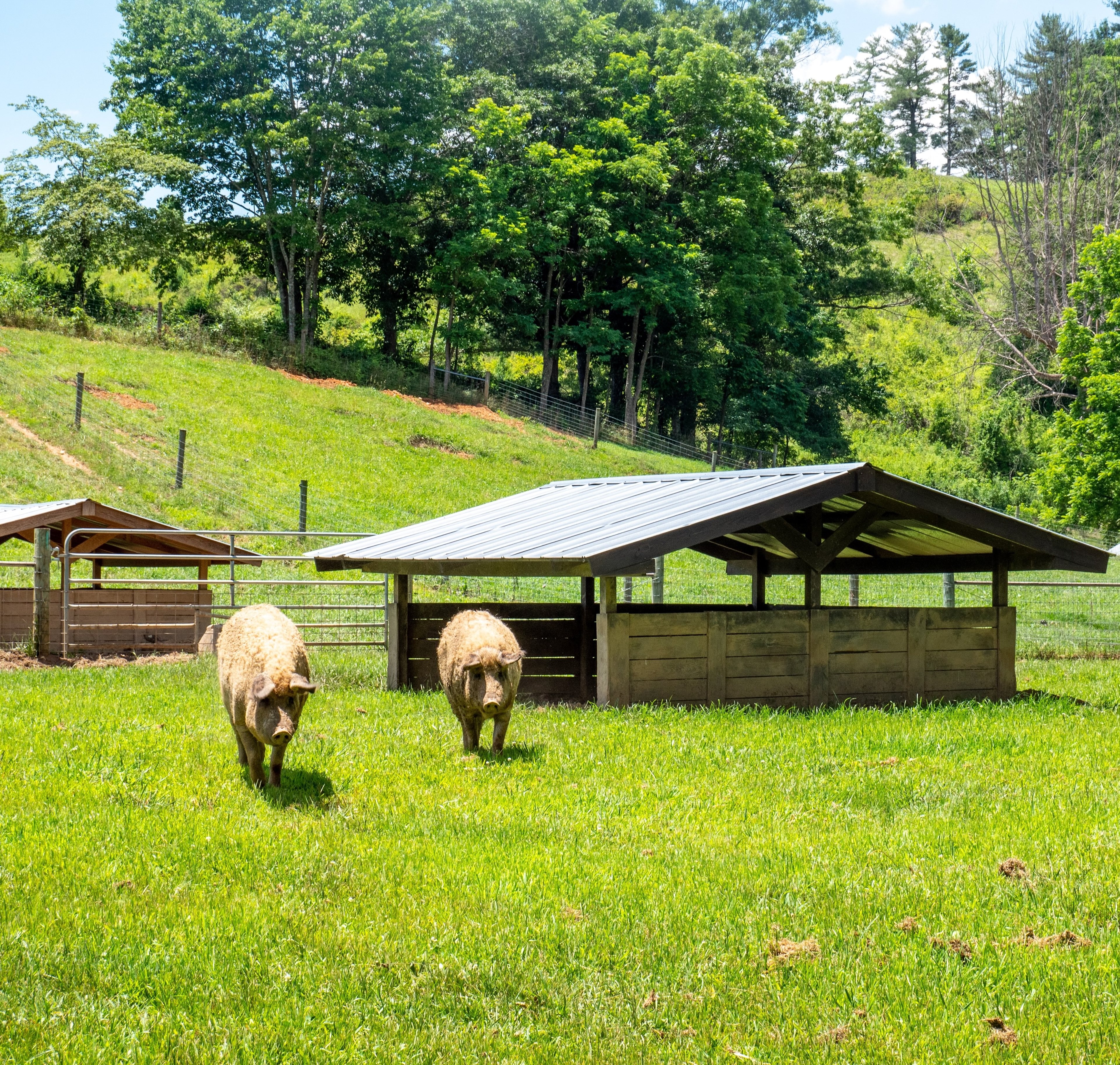 Ranch in Marshall, North Carolina.
