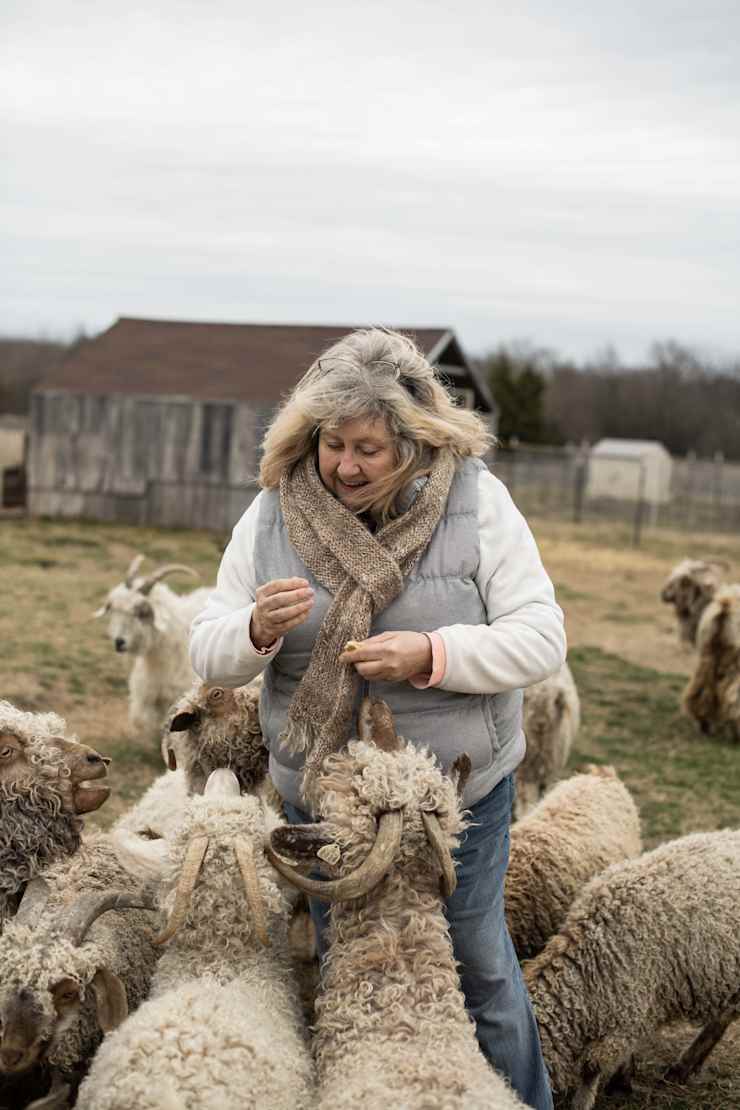 host-tending-to-sheep