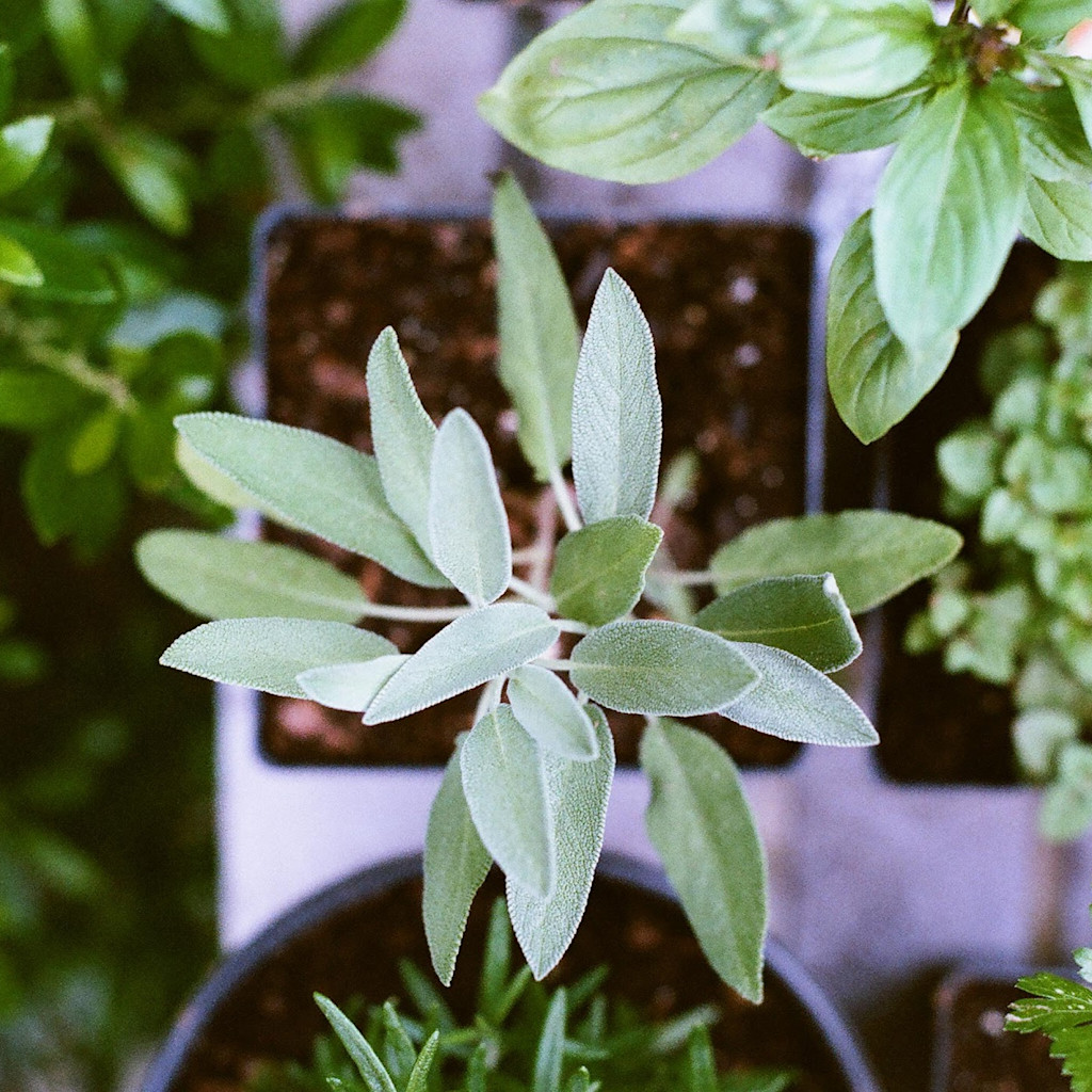 7 DIY Herbal Medicines for Campers (with Recipes!)