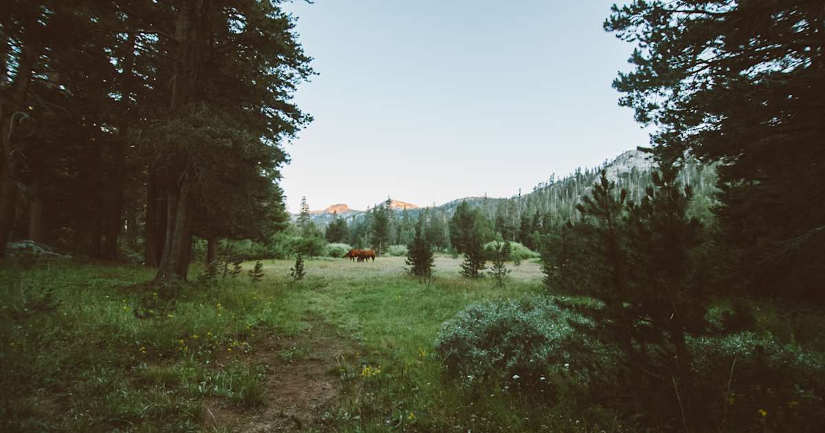 Pacific Valley Campground Stanislaus Ca 3 Photos