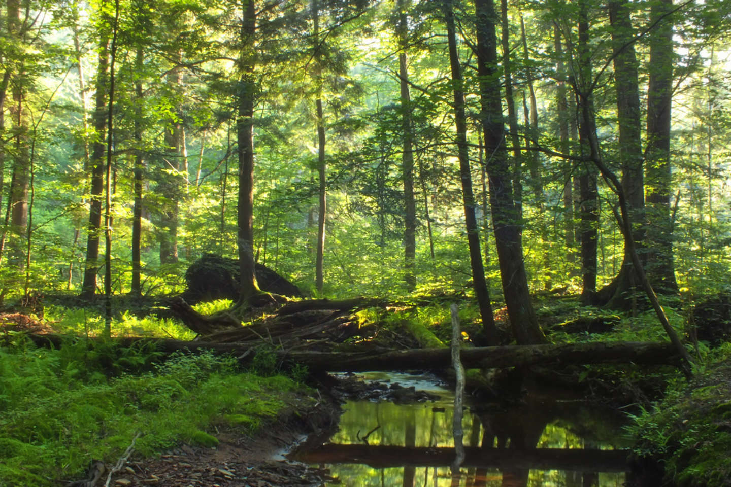 allegheny national forest hiking