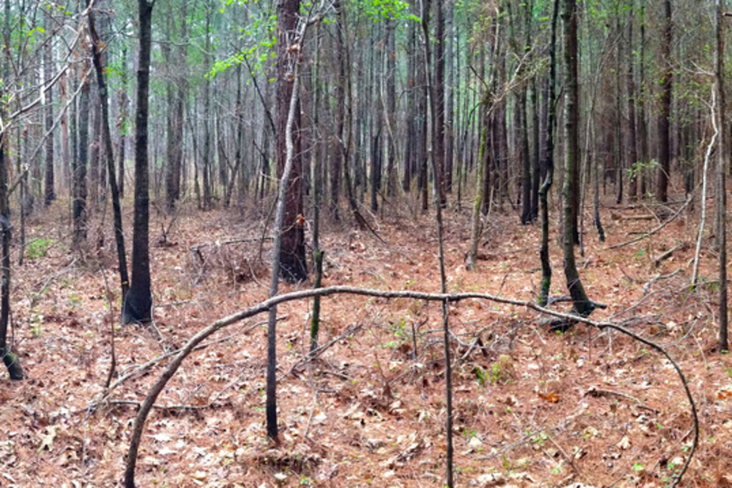 Best Camping In And Near Bienville National Forest