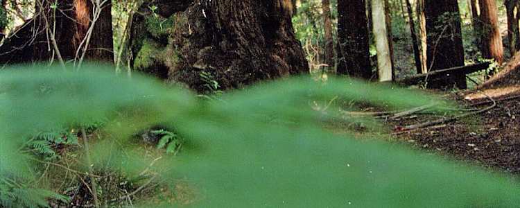 Best Camping In And Near Bothe Napa Valley State Park
