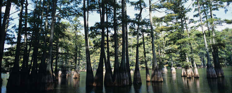 Best Camping In And Near Big Thicket National Preserve