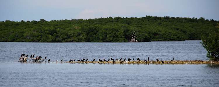 Best Camping In And Near John Pennekamp Coral Reef State Park