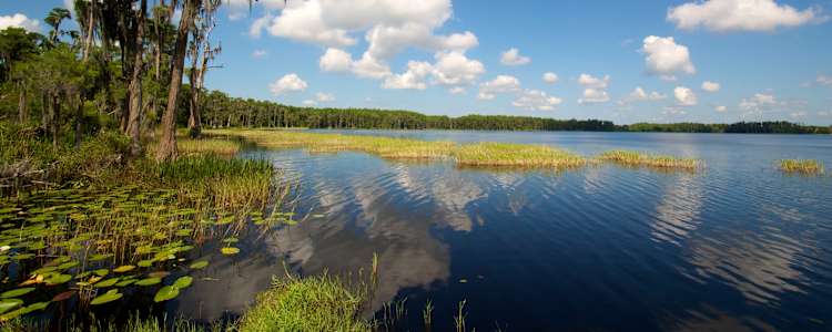 Best Camping In And Near Lake Louisa State Park