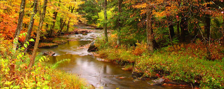 Best Camping In And Near Allegany State Park