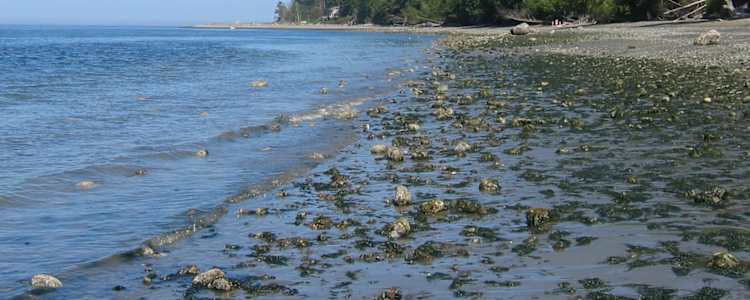 Best Camping In And Near South Whidbey Island State Park