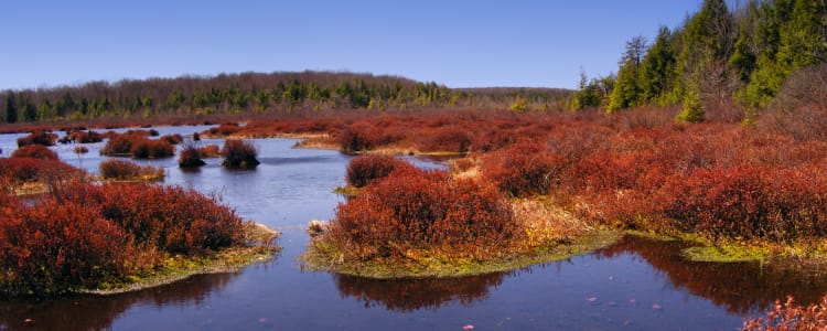 Best Camping In And Near Black Moshannon State Park