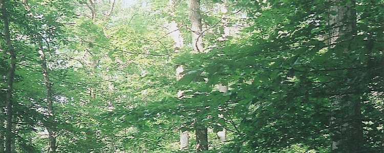Best Camping In And Near Killens Pond State Park