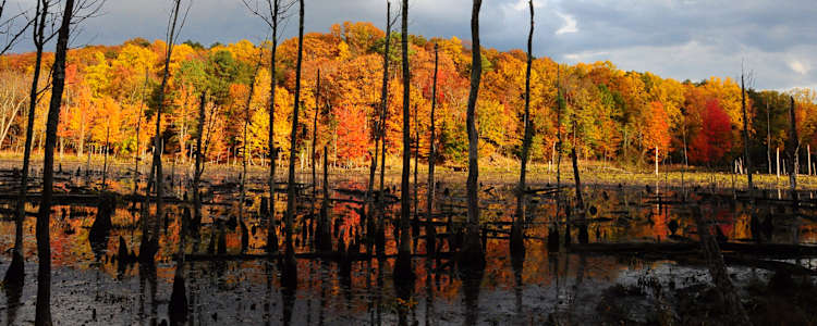 Best Camping In And Near Calvert Cliffs State Park