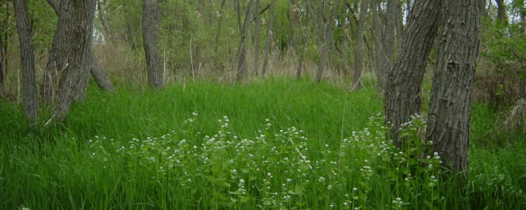 Best Camping In And Near East Harbor State Park