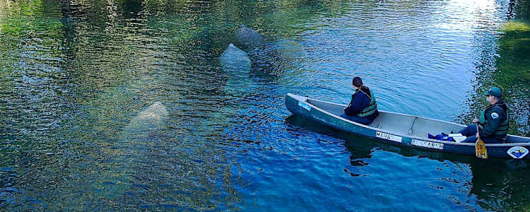 Best Camping In And Near Blue Spring State Park