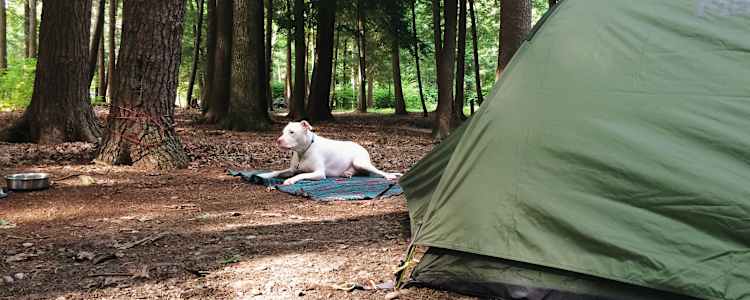 Best Camping In And Near Cook Forest State Park