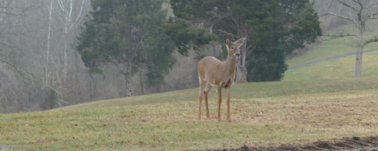 Best Camping In And Near General Butler State Resort Park