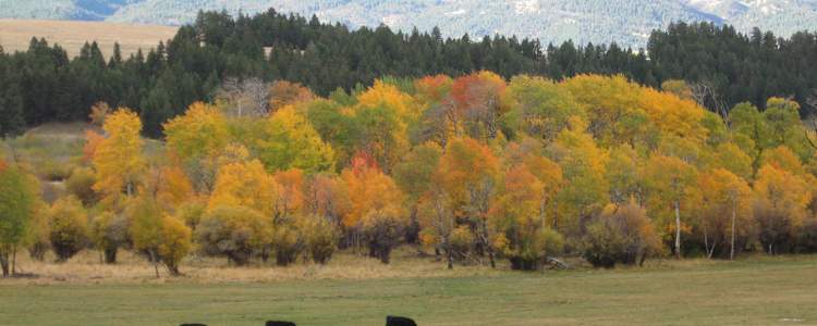 Best Camping In And Near Helena National Forest