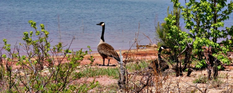 Best Camping In And Near Elijah Clark State Park