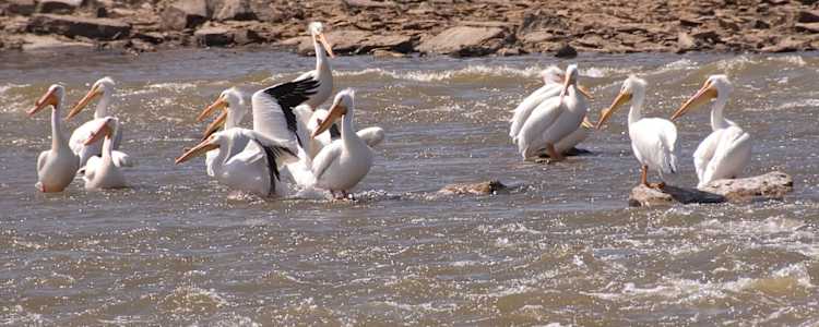 Best Camping In And Near Kaw Lake