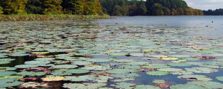 Best Camping In And Near North Toledo Bend State Park