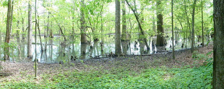 Best Camping In And Near Palmetto Island State Park