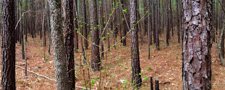 Best Camping In And Near Bienville National Forest