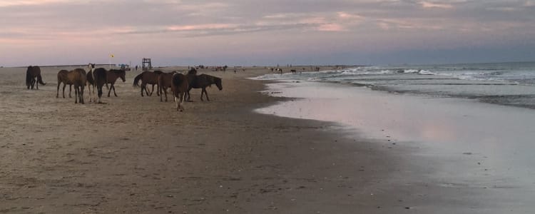 Best Camping In And Near Assateague Island National Seashore