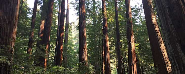 Best Camping In And Near Humboldt Redwoods State Park