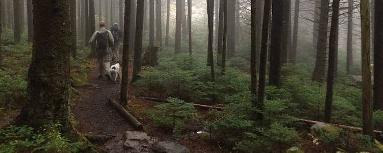 Best Camping In And Near Roan Mountain State Park