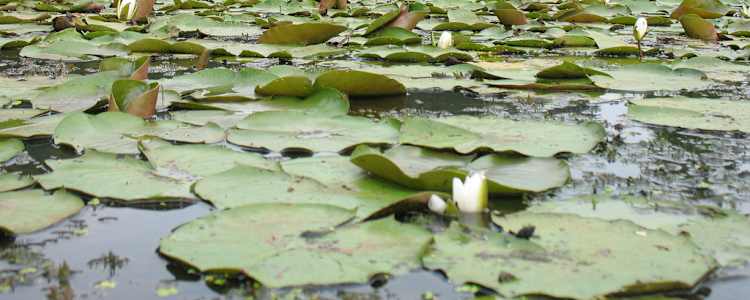 Best Camping In And Near Kenilworth Park Aquatic Gardens