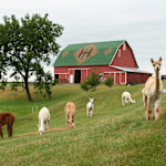 Hipcamp host Heritage Farm A.