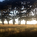 Hipcamp host The Paddocks C.