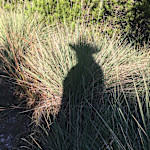 Hipcamper Sheri