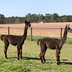 Hipcamp host Bright Star Farm