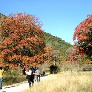 Maple Trees in the Fall