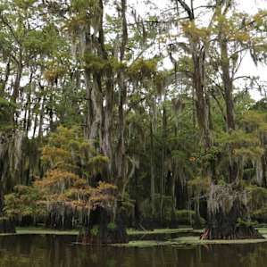 Caddo Lake Campground