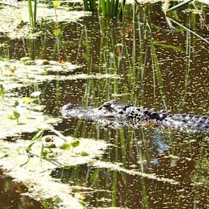 Brazos Bend Brazos Bend