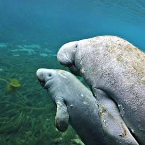 Manatee Springs Manatee Springs