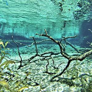 Rainbow Springs Rainbow Springs