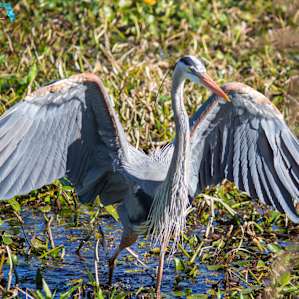 Paynes Prairie Preserve Paynes Prairie Preserve