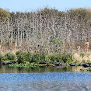 Paynes Prairie Preserve Paynes Prairie Preserve