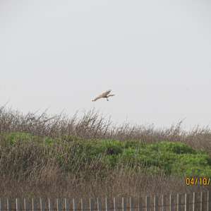 Galveston Island Galveston Island