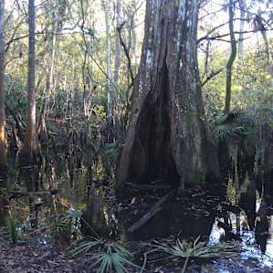 Hillsborough River Campground