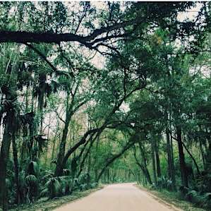 Highlands Hammock Highlands Hammock