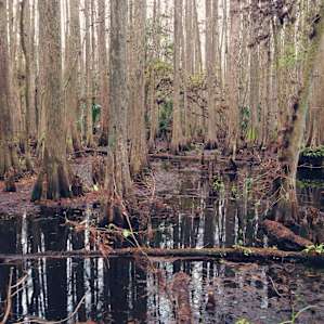 Highlands Hammock Highlands Hammock