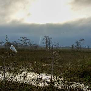 Everglades Everglades