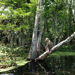 Silver Springs Silver Springs