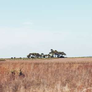 Kissimmee Prairie Preserve Kissimmee Prairie Preserve