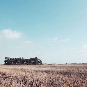Kissimmee Prairie Preserve Kissimmee Prairie Preserve