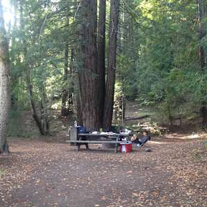 Campsite 4 - looking away from our tent area (giant redwoods all around!)